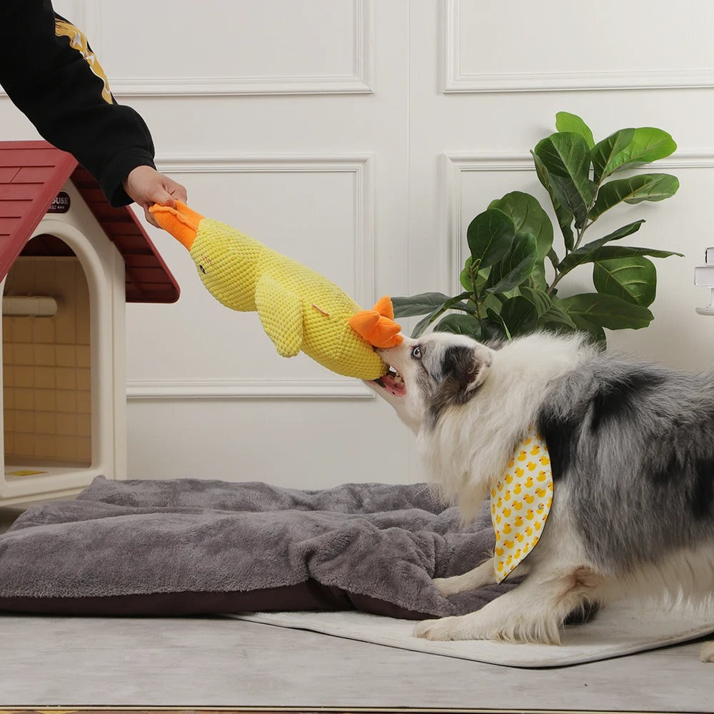 Enten-Hundespielzeug